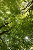 Tree canopy in spring