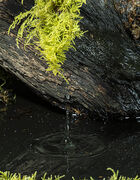 Water drop falling into pond.