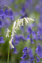 Single white bluebell amongst blue ones