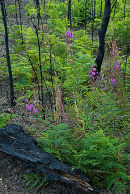 Rosebay Willowherb (Fireweed) growing on burnt heathland