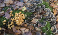 Woodland fungi: Sheathed Woodtuft: Kuehneromyces mutabilis, and Turkeytail: Trametes versicolor