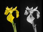 Yellow Flag Iris: Iris pseudacorus, in visible and UV light