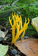 Yellow Antler Fungus (Calocera viscosa)