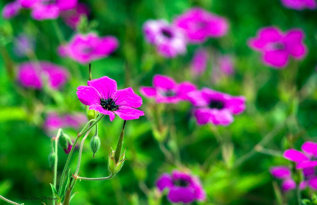 086