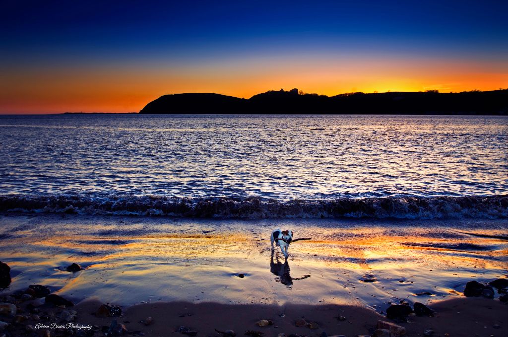 Betty the Jack Russell on Ferryside beach