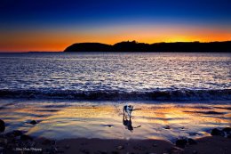 Betty the Jack Russell on Ferryside beach