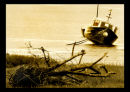 Lagaharne Sepia