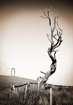 Botanical 2012 sepia