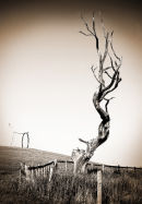 Botanical 2012 sepia