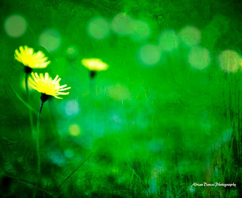 Dandelions