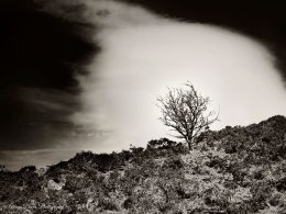 Llyn Y Fan Fach tree