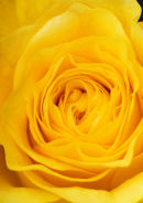 Yellow Sunshine