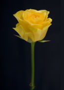 Single yellow