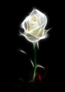 A rose by any other name