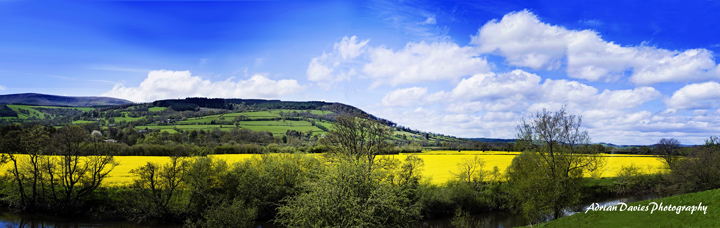 rapeseed edited Small