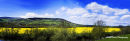 rapeseed edited Small