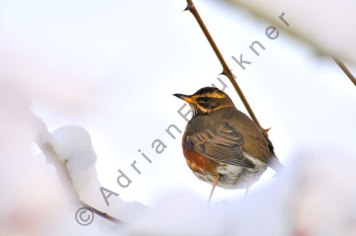Redwing