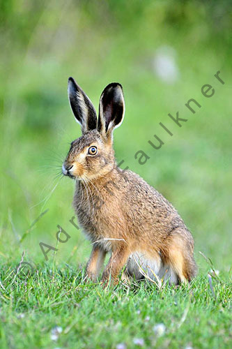 Brown Hare (Lepus europaeus)