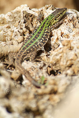 Italian Wall Lizard (Podarcis sicula)
