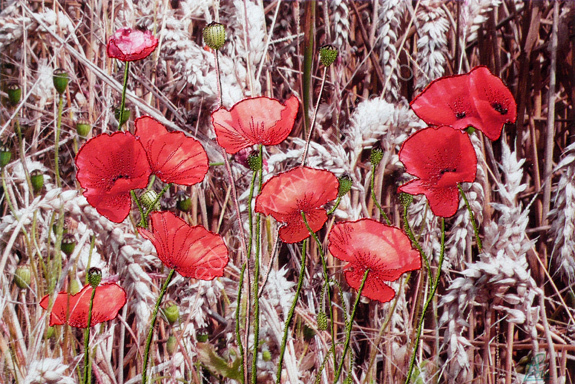 Red Poppies