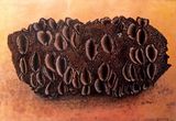 'Banksia Nut'