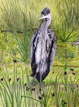 Heron Resting
