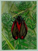 'Cinnabar Moth'
