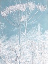 'Cow Parsley' (Sold)