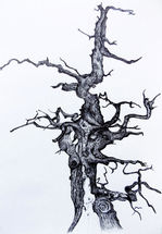 'Old Oak"