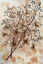 'Winter Lacecap'