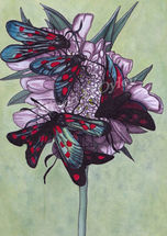 'Burnet Bonanza'