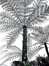 'Tree Fern'