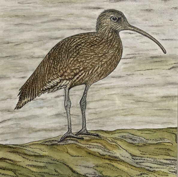 Curlew