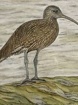 Curlew
