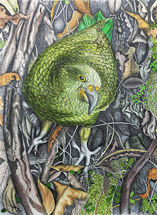 'Kea'