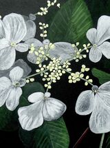 Light & Shade (Hydrangea) Sold
