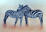 'Zebras'