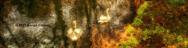 153-swans