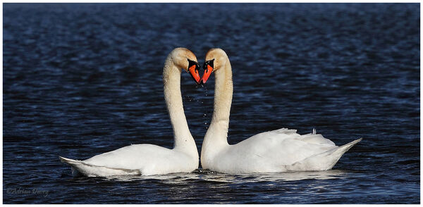 Mute Swan courtship 1