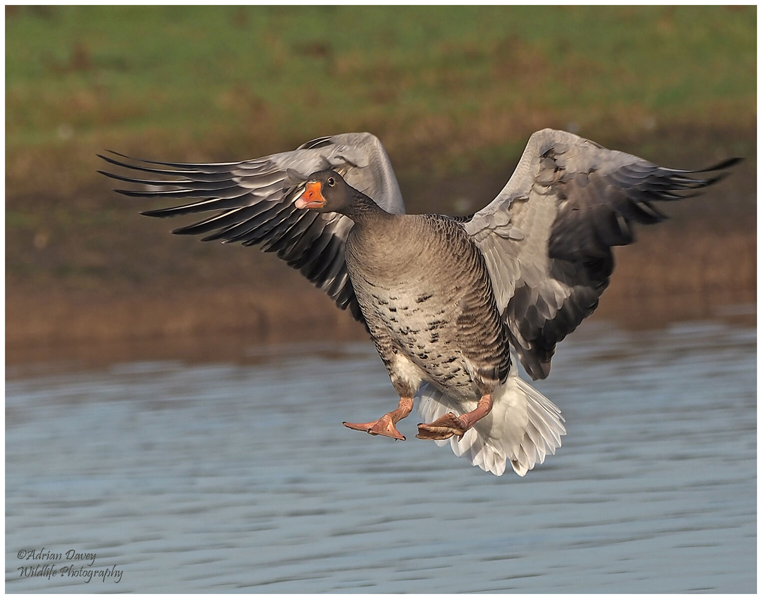 Greylag goose incoming