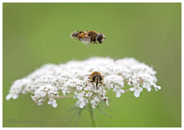 Hoverfly flight