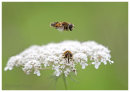 Hoverfly flight