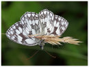 Marbled White upside down