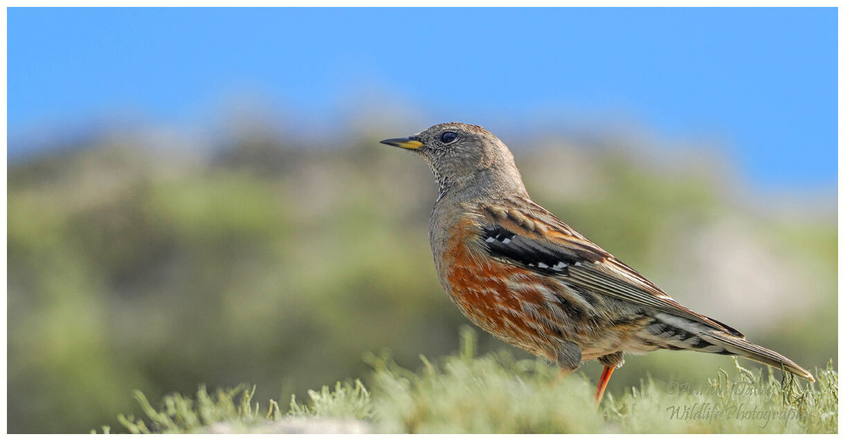 Alpine Accentor