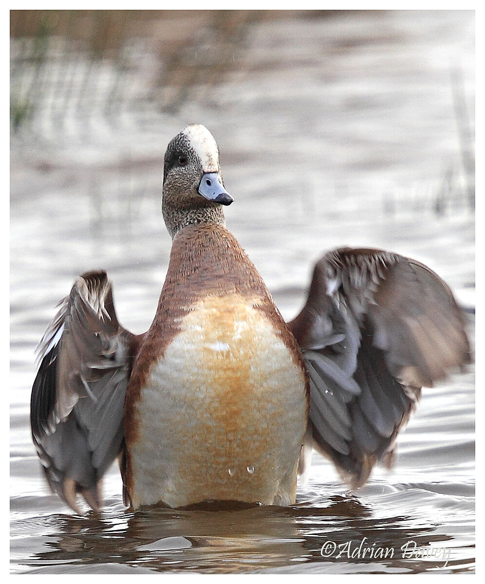 American Wigeon,male.