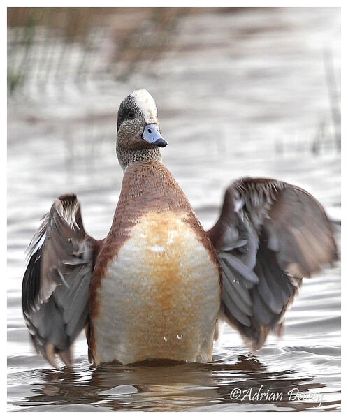 American Wigeon,male.
