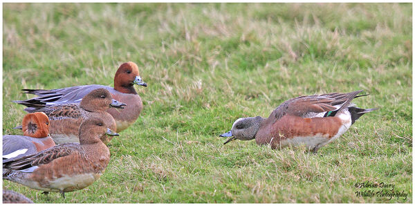 Brits v yank. American Wigeon takes on Europeans
