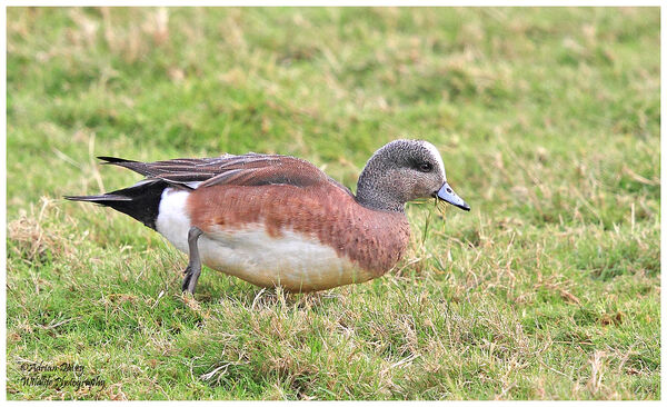 American Wigeon male.