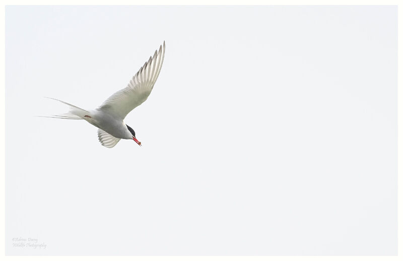 Arctic Tern
