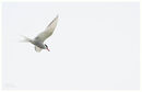 Arctic Tern